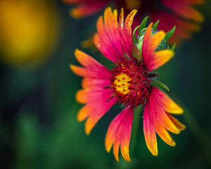 Indian Blanket wildflower in the early morning lightl!