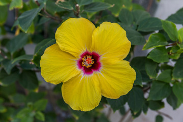 macro of a yellow flower