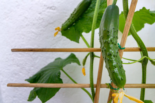 Organic home growing young Cucumber, macro on creeping vine, species Cucumis sativus. Native from South Asia and domesticated worldwide.