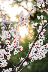 Beautiful pink cherry blossoms against a Golden sky