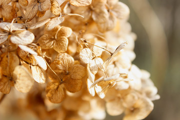 Dry inflorescences hydrangea buldenizh sunny mood of nature wallpaper screensaver on your phone