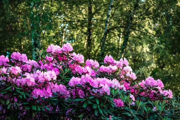 Bush of beautiful pink Rhododendron flowers