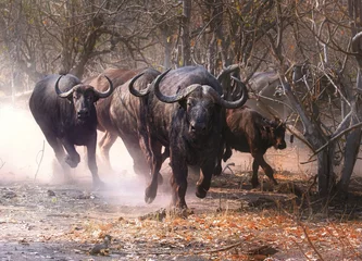Fotobehang Buffel buffel in het wild