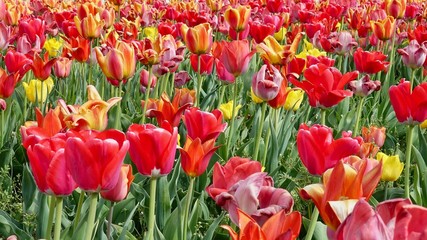 Blühende Tulpen, Tulpenfeld