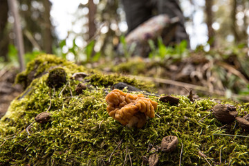 A mushroom a line on a tree covered with moss in the forest