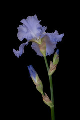 Side view of a light purple (blue) bearded iris against a black background