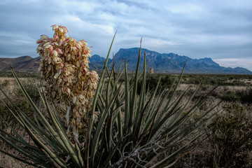 Blooming Yucca in the desert