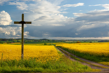 Rzepak - żółte kwiaty rzepaku, przydrożny krzyż - krajobraz rolniczy, Polska, Warmia i mazury - obrazy, fototapety, plakaty