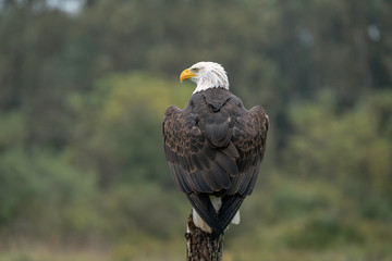 Bald Eagle Sitting on a Tree Stump in the Middle of a Field in the Rain