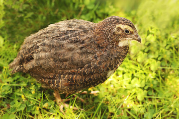 young brown japanese quail