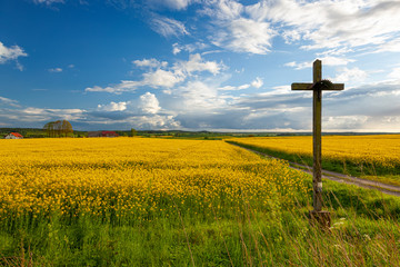 Rzepak - żółte kwiaty rzepaku, przydrożny krzyż - krajobraz rolniczy, Polska, Warmia i mazury
