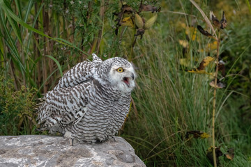 Juvenile Snowy Owl with its mouth open, standing on a rock in the middle of a field.