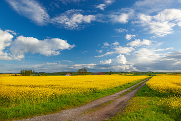 Rzepak - żółte kwiaty rzepaku - krajobraz rolniczy, Polska, Warmia i mazury