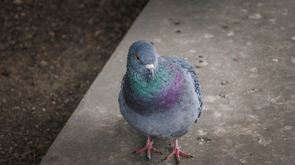 pigeon on the ground