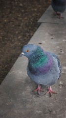 pigeon in the city