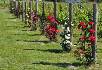 
Rose plants of different colors at the beginning of each vineyard row. They are used as sentinels...