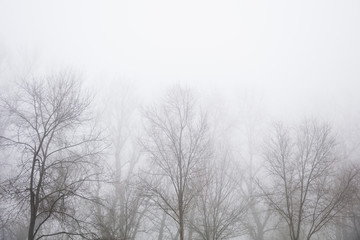 Trees in the foggy winter day
