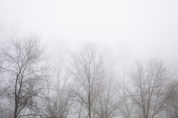 Obraz na płótnie Canvas Trees in the foggy winter day