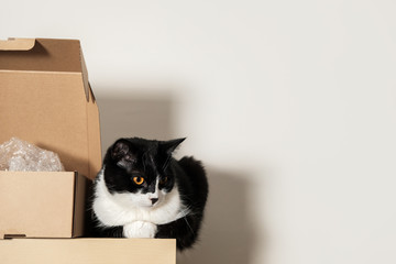 Sad black and white Tuxedo cat sits on a shelf next to a cardboard box. Copyspace.