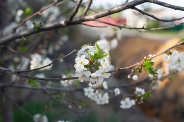 Fototapeta premium spring colors, apple tree in bloom