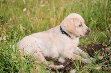 Dirty Labrador retriever puppy relaxing after dig