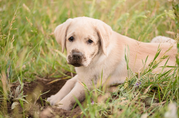 Dirty Labrador retriever puppy relaxing after dig