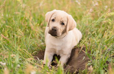 Dirty Labrador retriever puppy relaxing after dig - 353155378