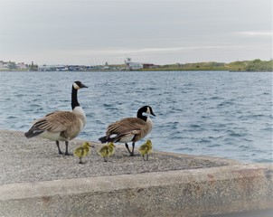 canada goose family