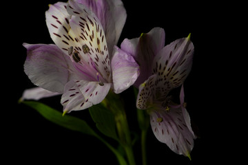 Violet Peruvian Lily Flower