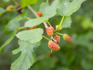 野生の桑の木の実