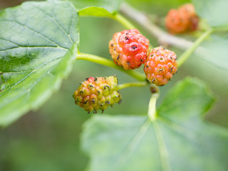 野生の桑の木の実