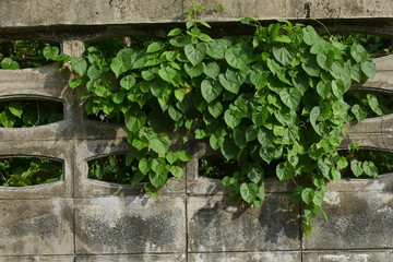 The overgrown close-up green vines on an old abandoned wall.