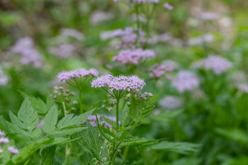 Hairy Chervil (Chaerophyllum hirsutum). Chaerophyllum hirsutum is a species of plant in the Apiaceae family, common in Europe.