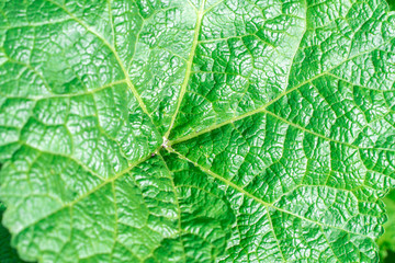 Green natural texture of a young leaf. plant malva