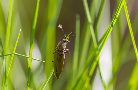 Male Click beetle, Ctenicera pectinicornis. Click beetle, Ctenicera pectinicornis on a leaf in macro. sits on a grass.