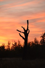 Silhouette of a dry tree at sunset. Multi-colored sky.