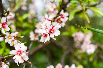 Almondtree blooming in garden springtime.