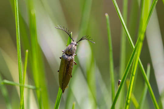 Male Click beetle, Ctenicera pectinicornis. Click beetle, Ctenicera pectinicornis on a leaf in macro. sits on a grass.
