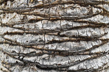 Palm tree bark texture. Palm tree bark texture.