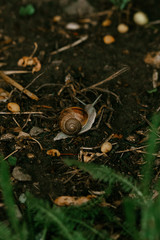 snail crawling in the woods after rain