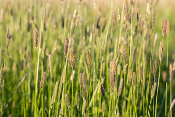 Alopecurus pratensis, known as the meadow foxtail or the field meadow foxtail, is a perennial grass belonging to the grass family Poaceae.