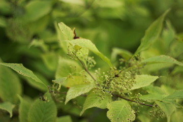 pflanze, baum, Blatt, Nahaufnahme, Natur