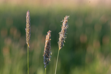 Alopecurus pratensis, known as the meadow foxtail or the field meadow foxtail, is a perennial grass belonging to the grass family Poaceae.