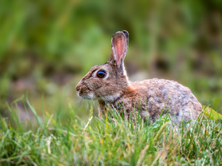 Young wild Rabbit in the morning summer sun sitting in the meadow