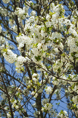 blooming Apple tree. a tree with white flowers. branches with white flowers against a blue sky. spring nature in the Park.