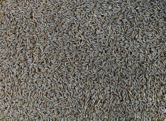Texture of raw rice. Seeds background.