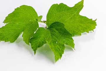 Green leaves with drops of water on a white background. Suitable for boards, postcards. Copy space.