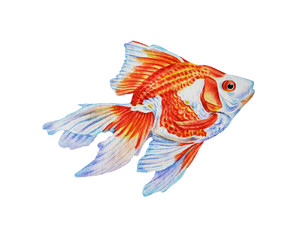 Gold fish isolated on white background. Watercolor illustration, hand drawn.