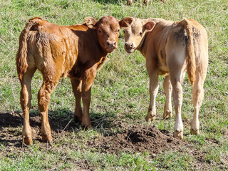 cows grazing in a field
