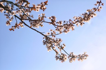 flowering branches of plums or cherries in spring.